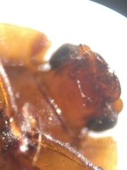 Lobiopa insularis