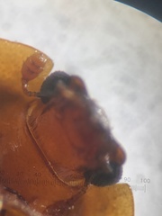 Lobiopa insularis