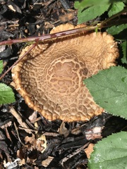 Agaricales