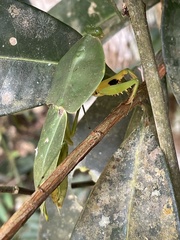 Choeradodis rhomboidea