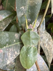 Choeradodis rhomboidea