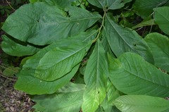 Asimina triloba