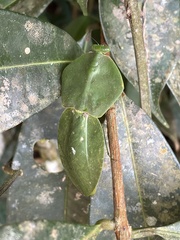 Choeradodis rhomboidea