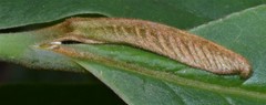 Asimina triloba