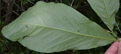 Asimina triloba