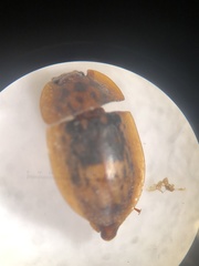 Lobiopa insularis