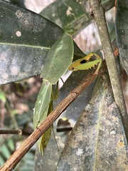 Choeradodis rhomboidea