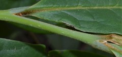Asimina triloba