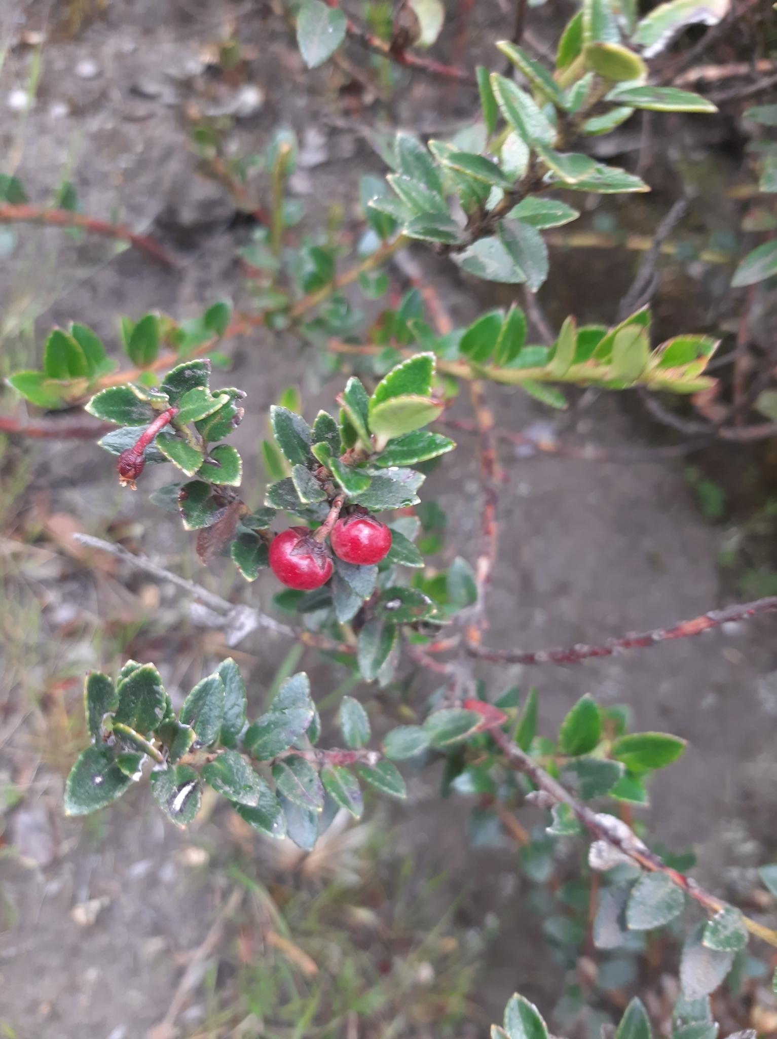 Gaultheria myrsinoides image