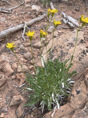 Stenotus armerioides