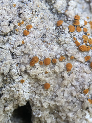 Xanthocarpia ferrarii