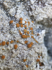Xanthocarpia ferrarii