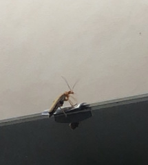 Cantharis rufa