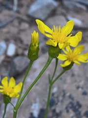 Stenotus armerioides