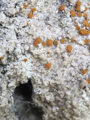 Xanthocarpia ferrarii