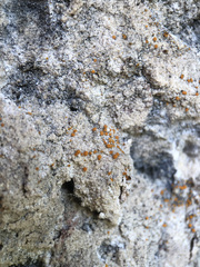 Xanthocarpia ferrarii