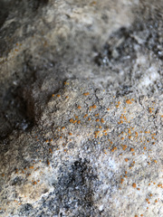 Xanthocarpia ferrarii