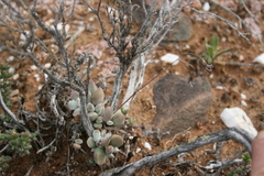 Cotyledon papillaris