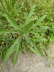 Gaillardia amblyodon