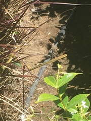 Sceloporus occidentalis