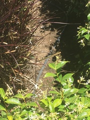 Sceloporus occidentalis
