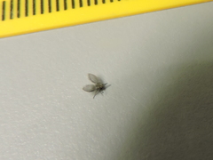 Psychodidae
