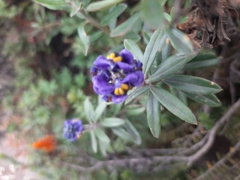 Monnina phillyreoides