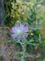 Galactites tomentosus