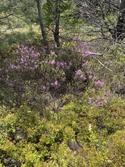 Rhododendron canadense