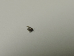 Psychodidae