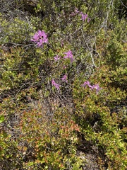 Rhododendron canadense