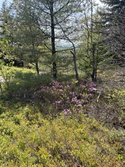 Rhododendron canadense