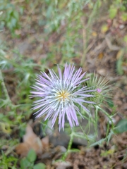 Galactites tomentosus