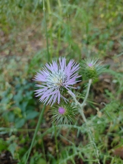 Galactites tomentosus