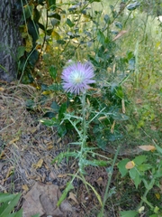 Galactites tomentosus