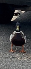 Anas platyrhynchos