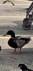 Anas platyrhynchos
