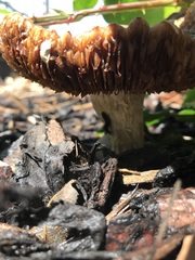 Agaricales