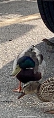 Anas platyrhynchos