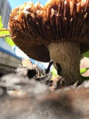 Agaricales