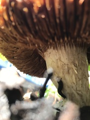 Agaricales