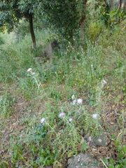 Galactites tomentosus