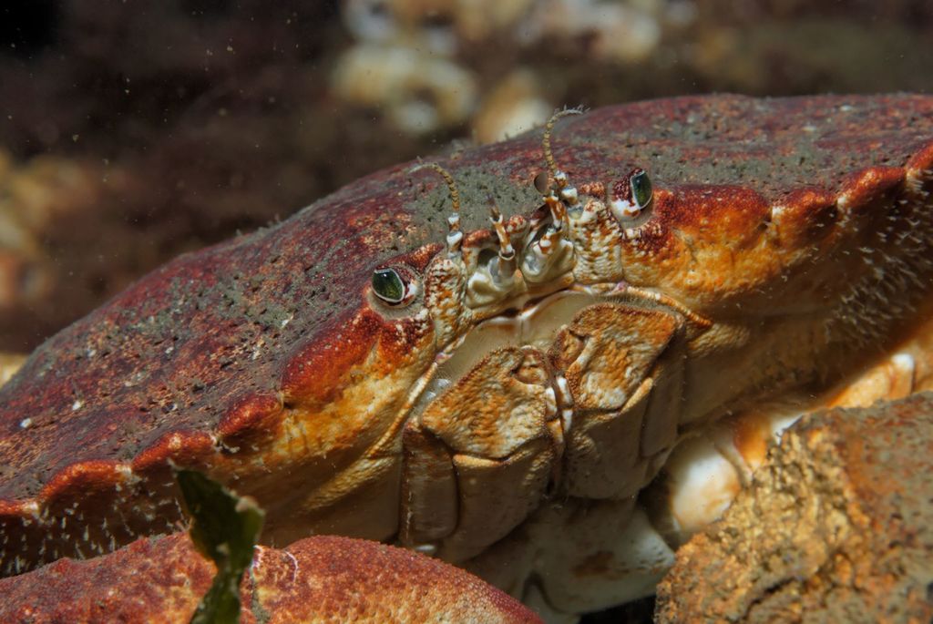 Red Rock Crab (Marine Species of Crab Cove (Alameda, CA