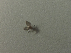 Psychodidae