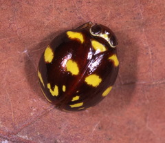Ceratogergithus pseudotessellatus