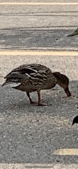 Anas platyrhynchos