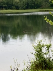 Dendrocygna autumnalis