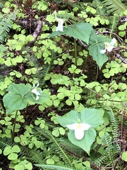 Anemonastrum deltoideum