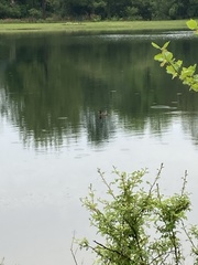 Dendrocygna autumnalis