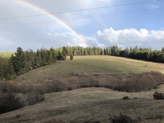 Anemonastrum deltoideum